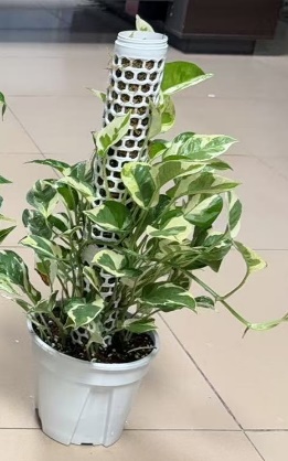 Колумнар Эпипремнум ауреум 18 50