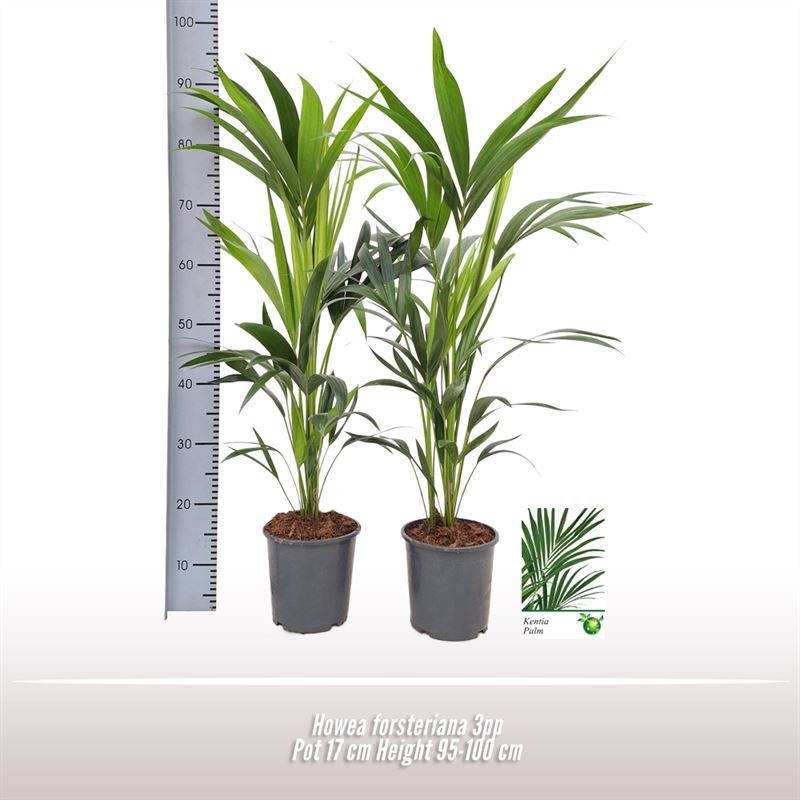 Howea forsteriana, D 17