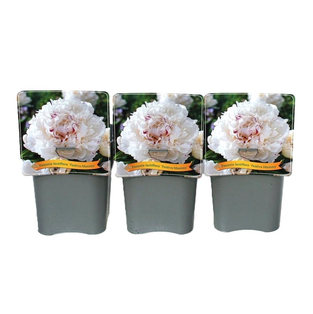 Paeonia lactiflora 'Festiva Maxima' C5, D 21