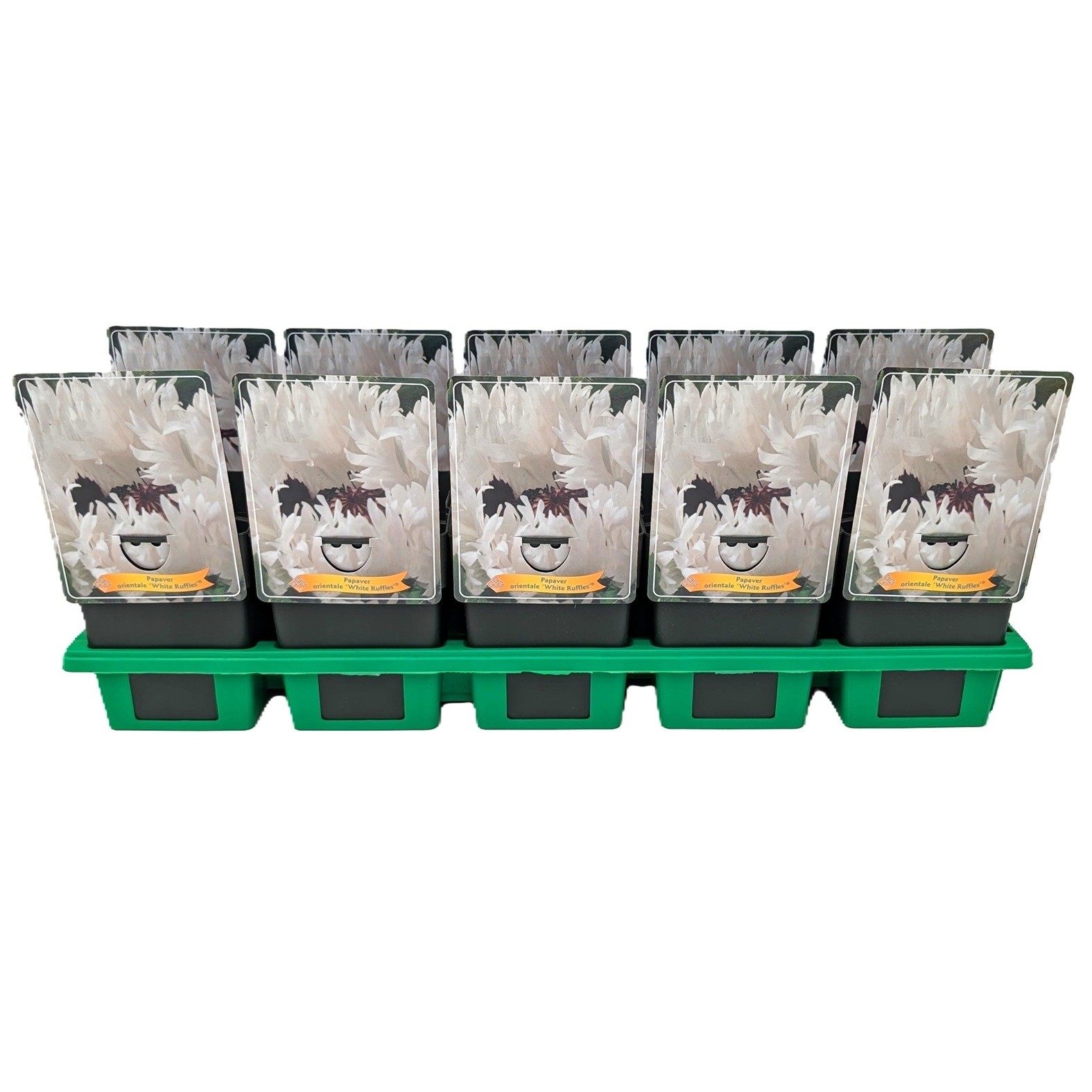 Papaver orientale 'White Ruffles' P11, D 11