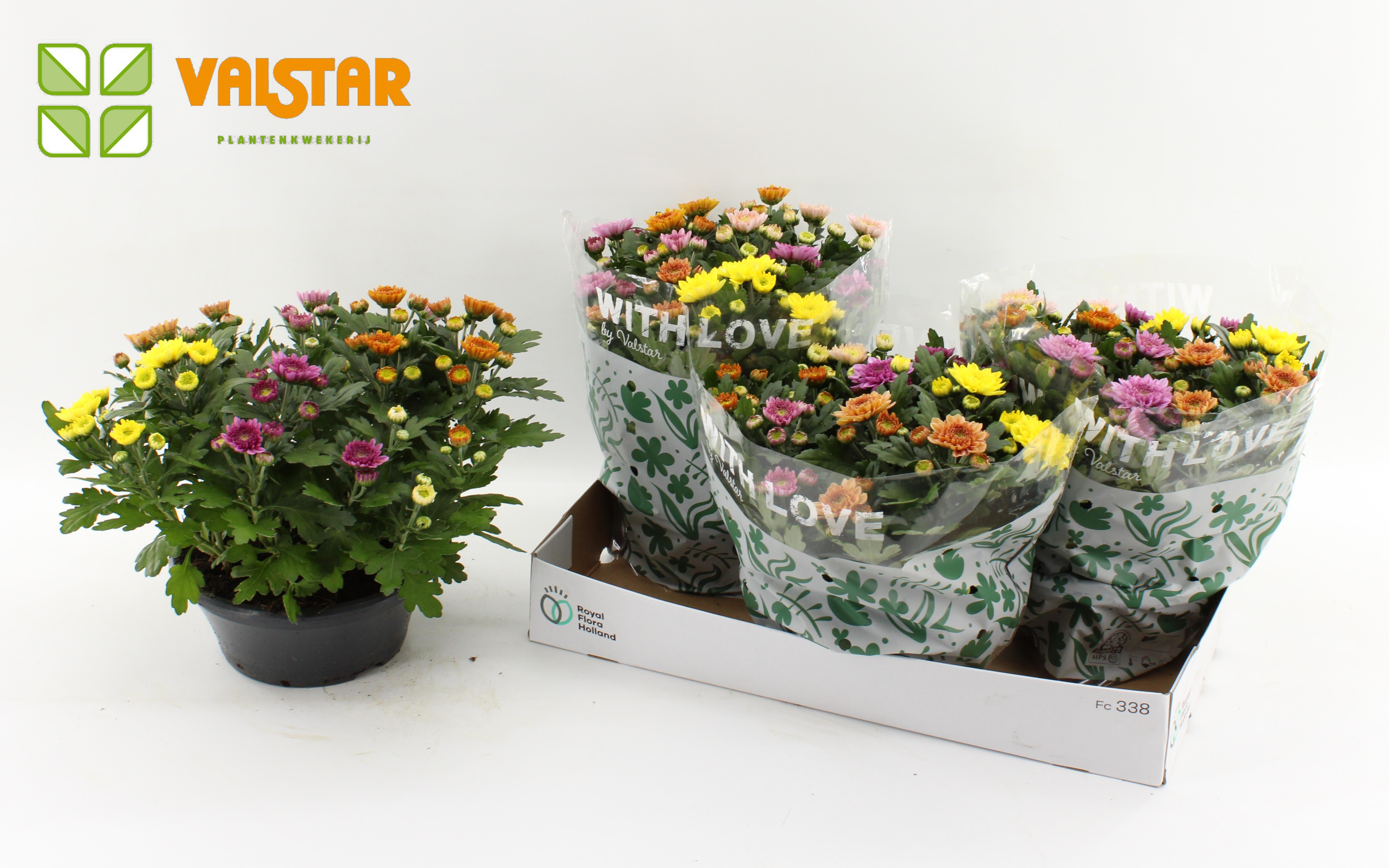 Chrysanthemum, 23 cm ELIXER With Love by Valstar Carnaval, D 23