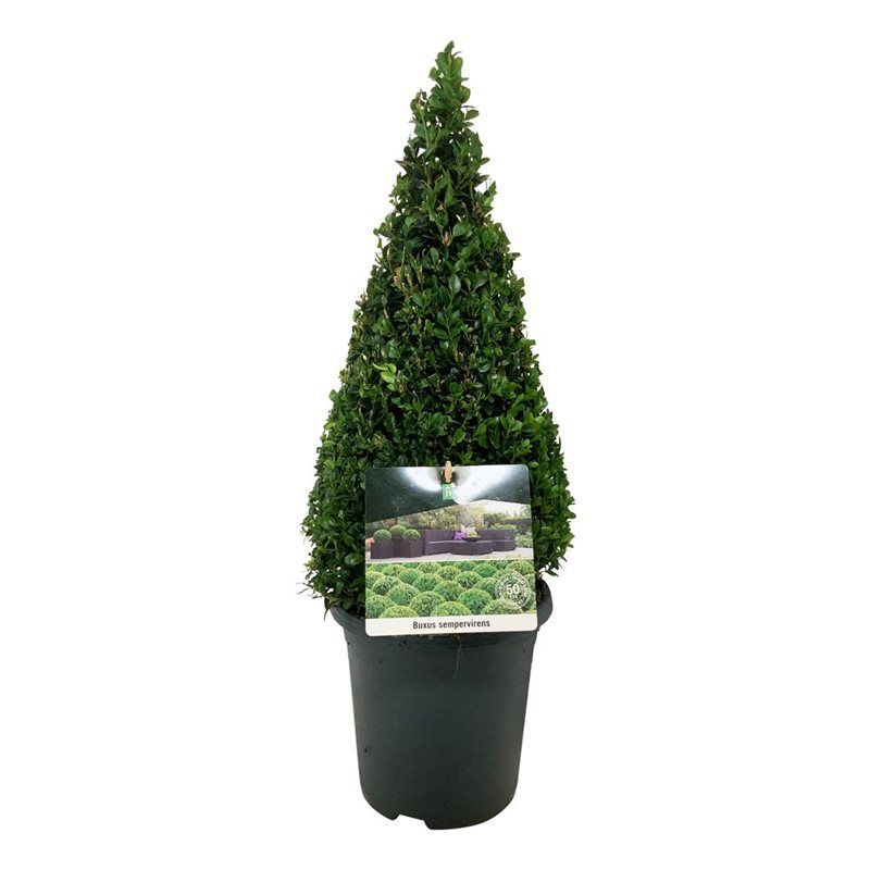 Buxus sempervirens, D 21