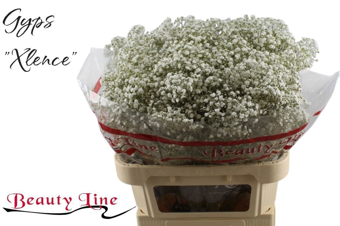 Гипсофила Экселенс 80, шт.