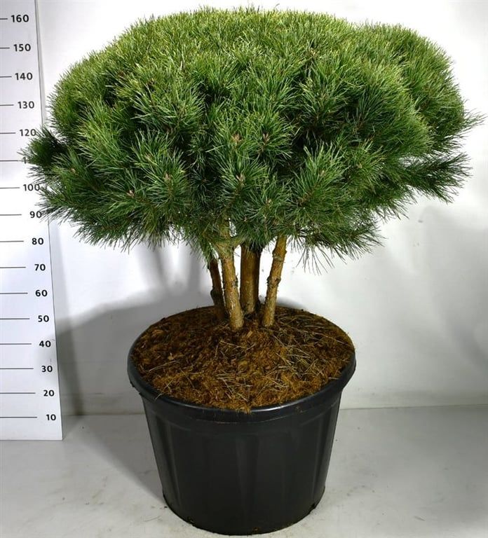 Pinus sylvestris 'Watereri', D 80
