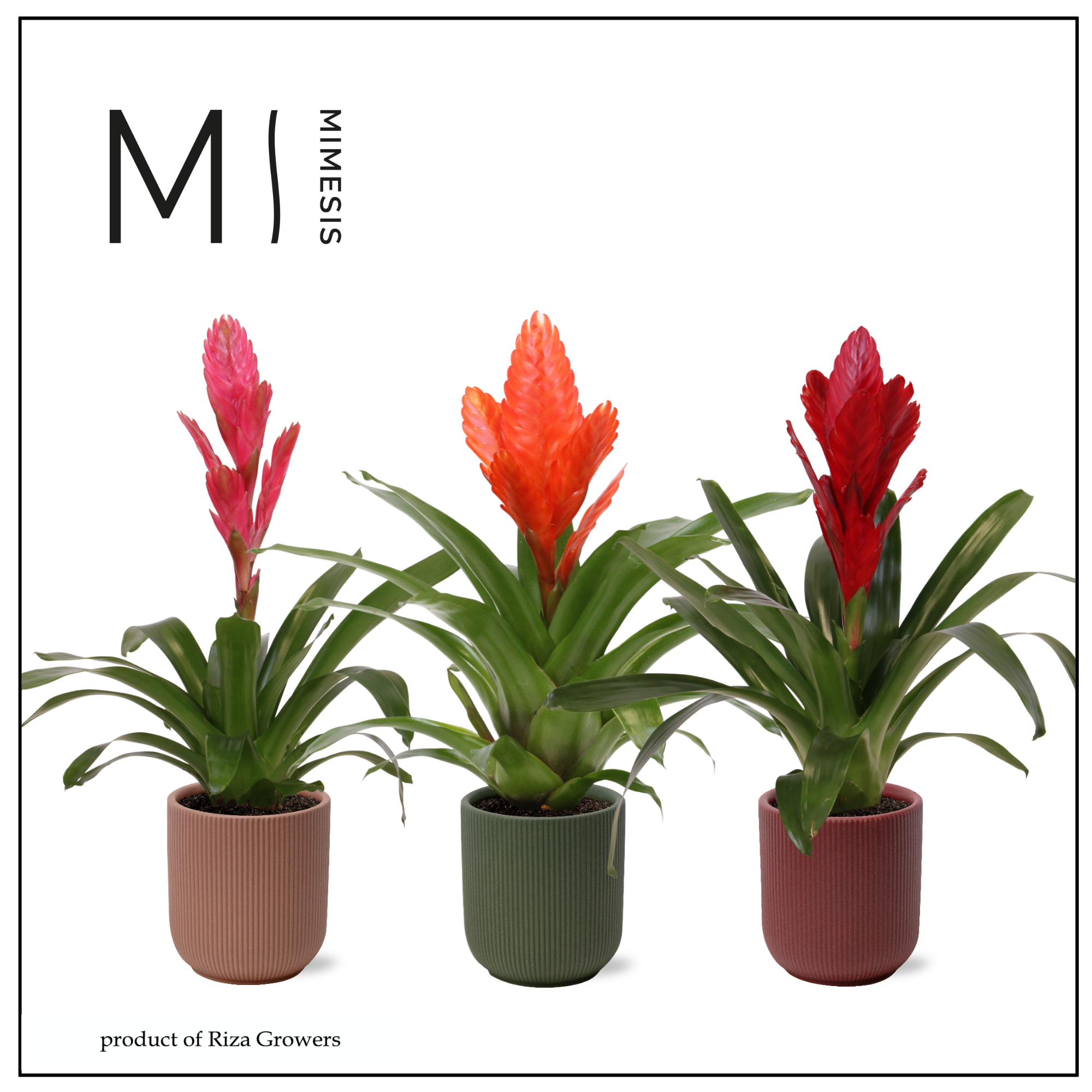 Vriesea Stylish - 12cm in Atlanta | Mimesis, D 12
