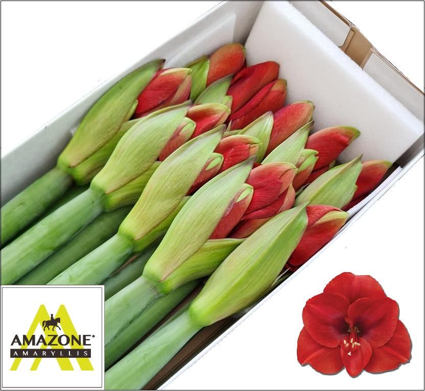 Амарилис Феррари (красн.) x10, шт. Амарилис Феррари (красн.) x10, шт.