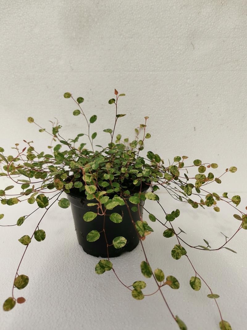 MUEHLENBECKIA AXILLARIS 'PINK CAMEFLAGE', D 12 cm