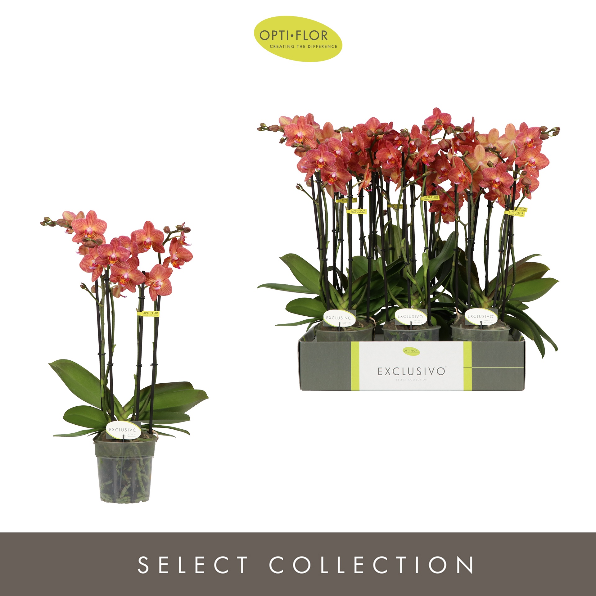 Exclusivo Eos 4 spike, D 12 cm