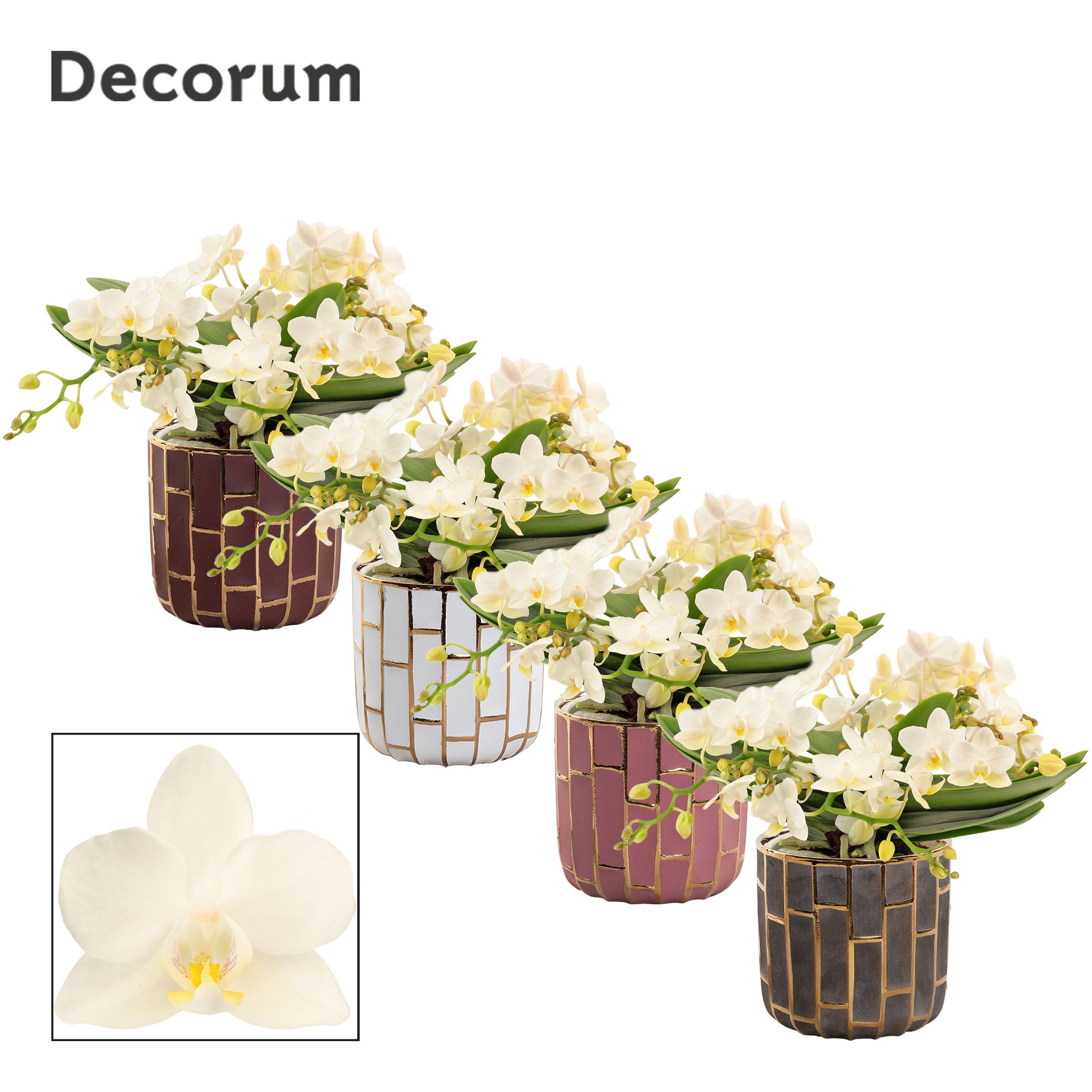 Phalaenopsis table Whitney 4+ tak in Pascalle (Luxury world-coll, D 12 cm