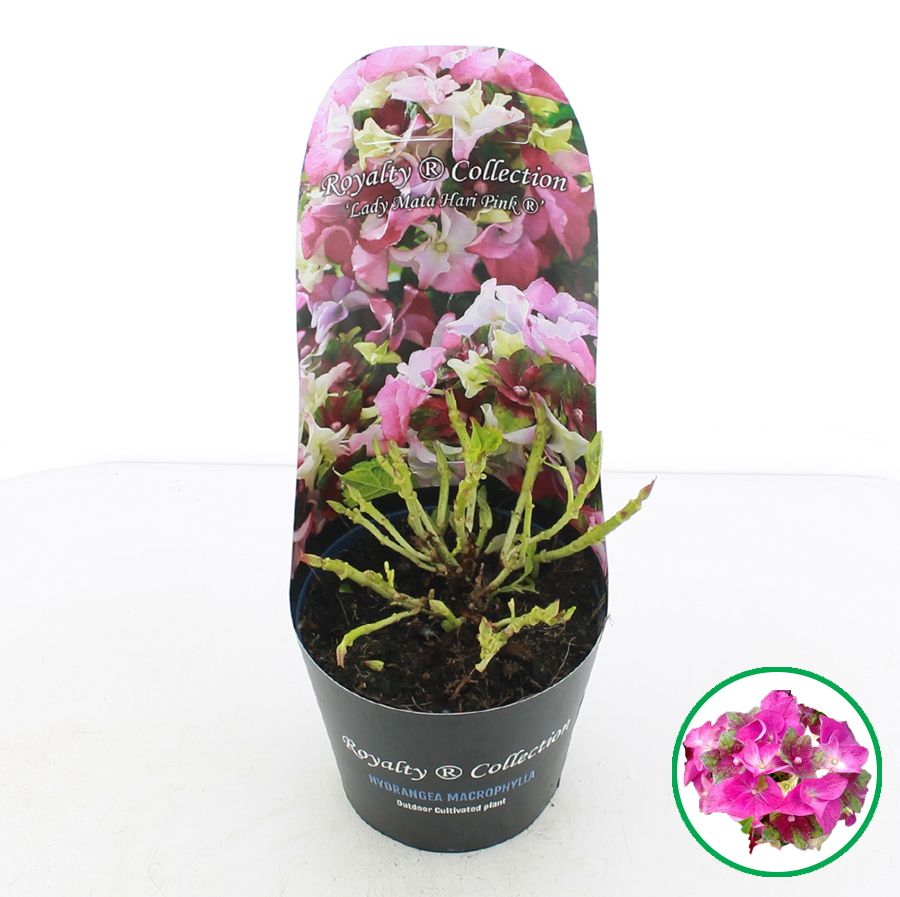 Hydrangea macr. Royalty® 'Lady Mata Hari'® Roze C2 (17cm.) Potcover, D 17