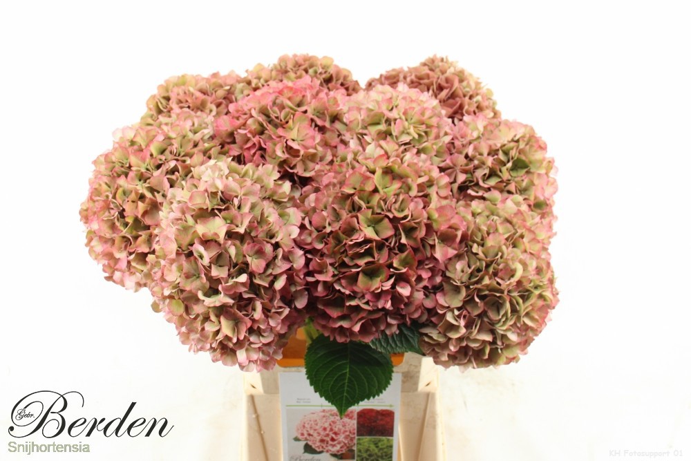 Гортензия Глоуин Альпс Классик 60, шт.