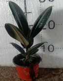 Фикус абиджан 10 25 10 22