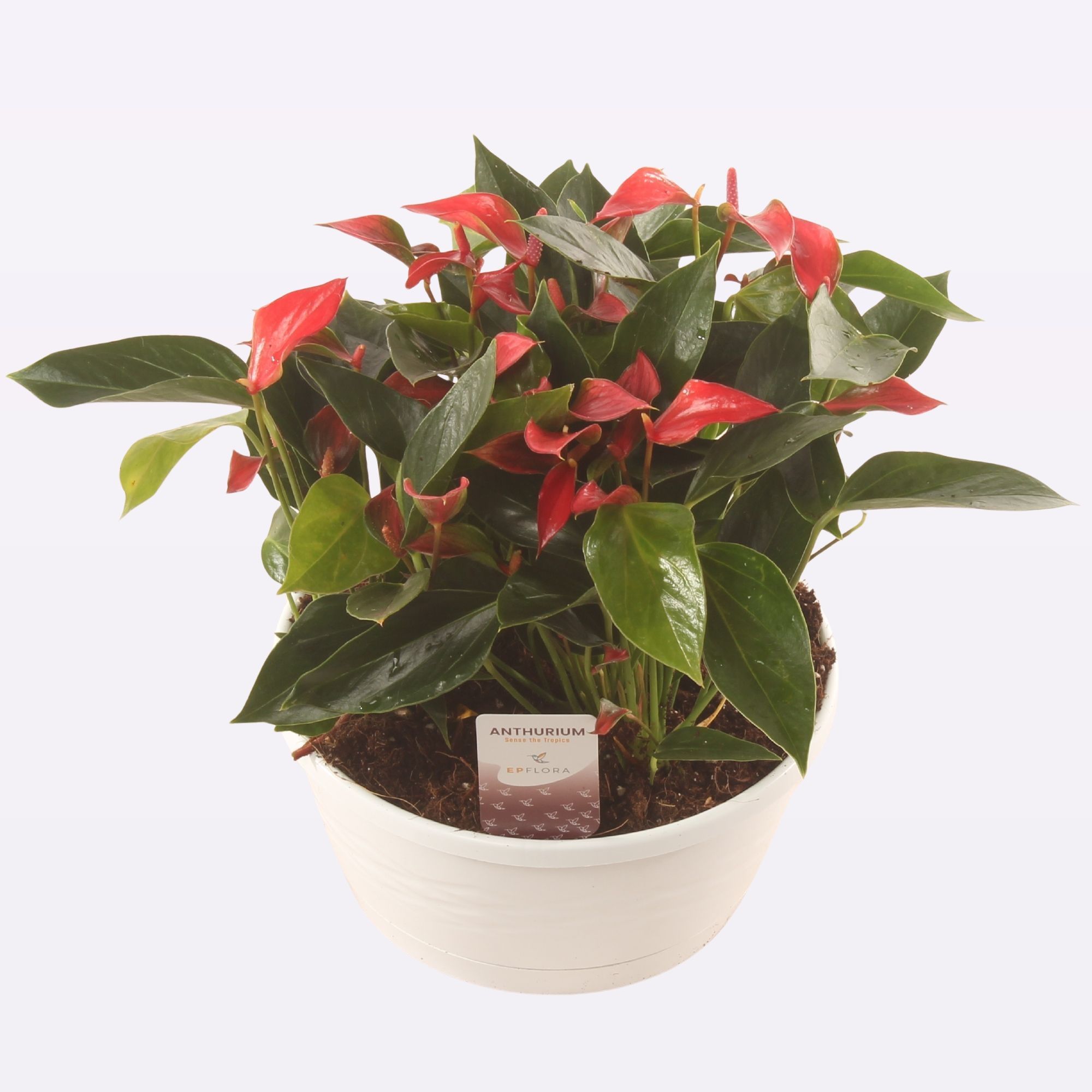 Anth. Trillions Red 23cm Schaal White, D 23