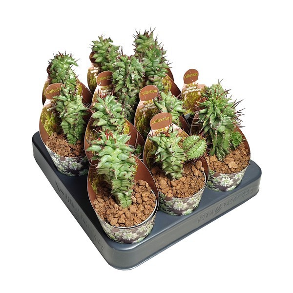 EUPHORBIA HORRIDA MOSTRUOSA - POT Ø 6,5 - COLLECTION WITH POTCOVER (SUCCULENTEN), D 6,5 cm