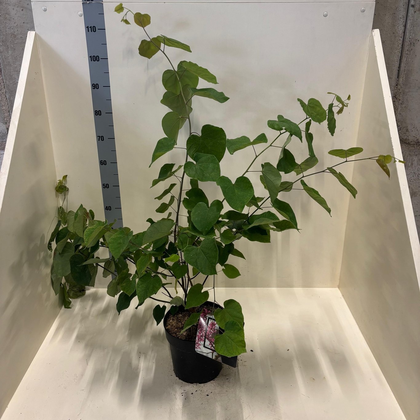 Cercis canadensis, D 24 cm