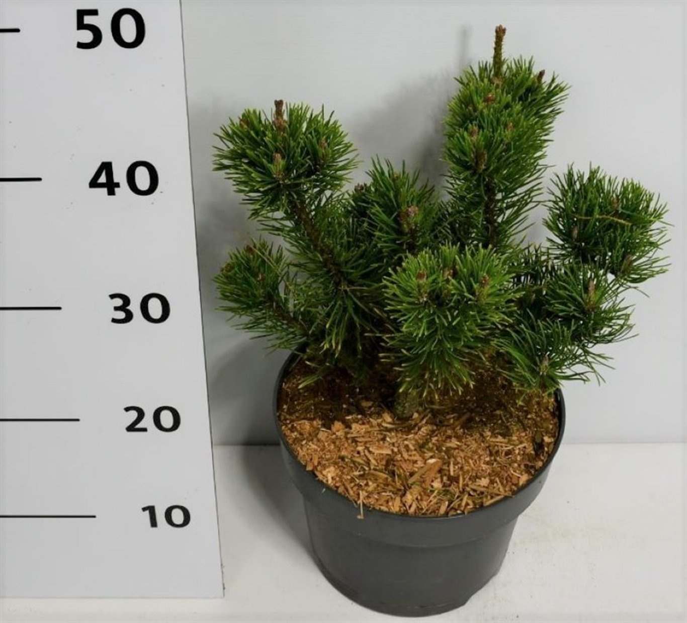 Pinus mugo 'Carsten's Wintergold', D 23
