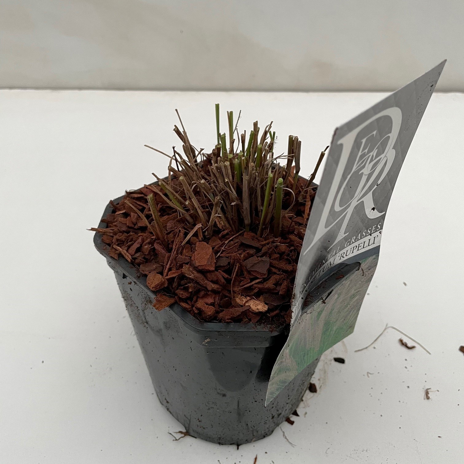 Pennisetum 'Rupelli', D 17