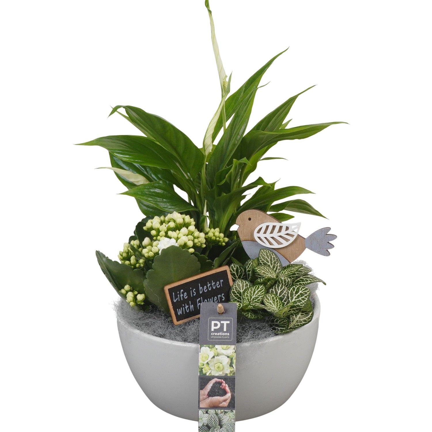PTIB6370 Arrangement Indoor in keramiek schaal, D 18 cm PTIB6370 Arrangement Indoor in keramiek schaal, D 18 cm
