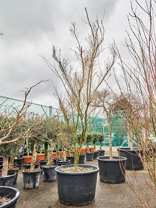 Acer pal. 'Butterfly', D 85