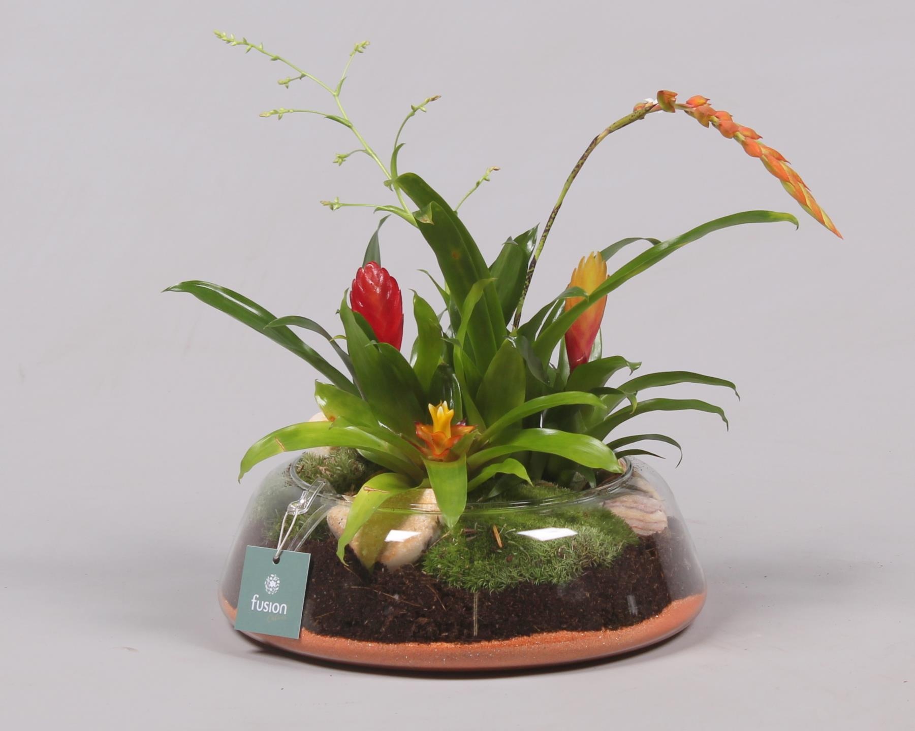 Glazen schaal rond laag groot met, D 24 cm Glazen schaal rond laag groot met, D 24 cm