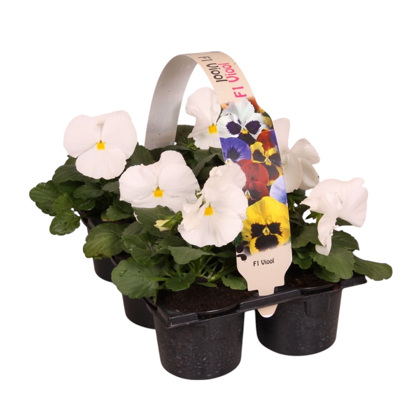 Viool F1 zuiver wit 6p, D 9