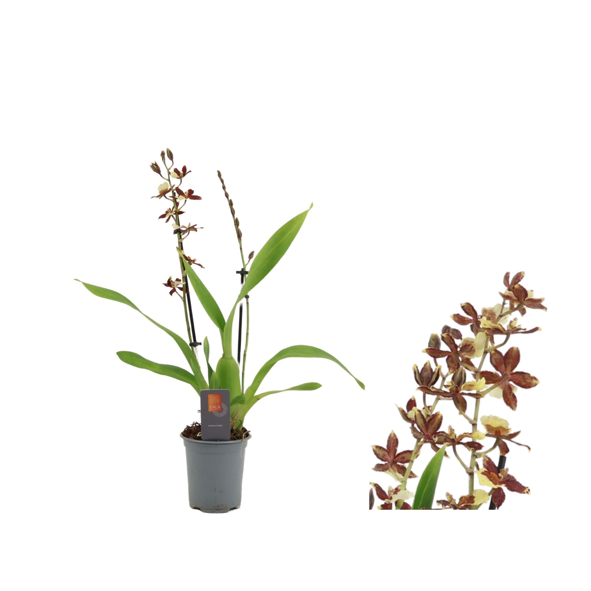 Inca Cambria Pacific Twilight 2 spike 9cm, D 9 cm