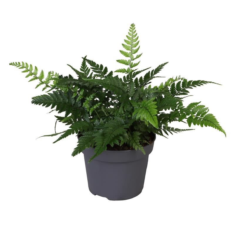 POLYSTICHUM TSUS-SIMENSE, D 11 cm