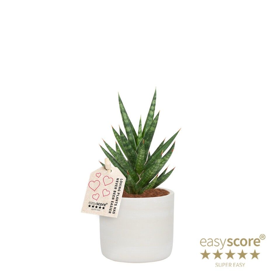 Raw Grey, Sansevieria francissii, D 7 cm