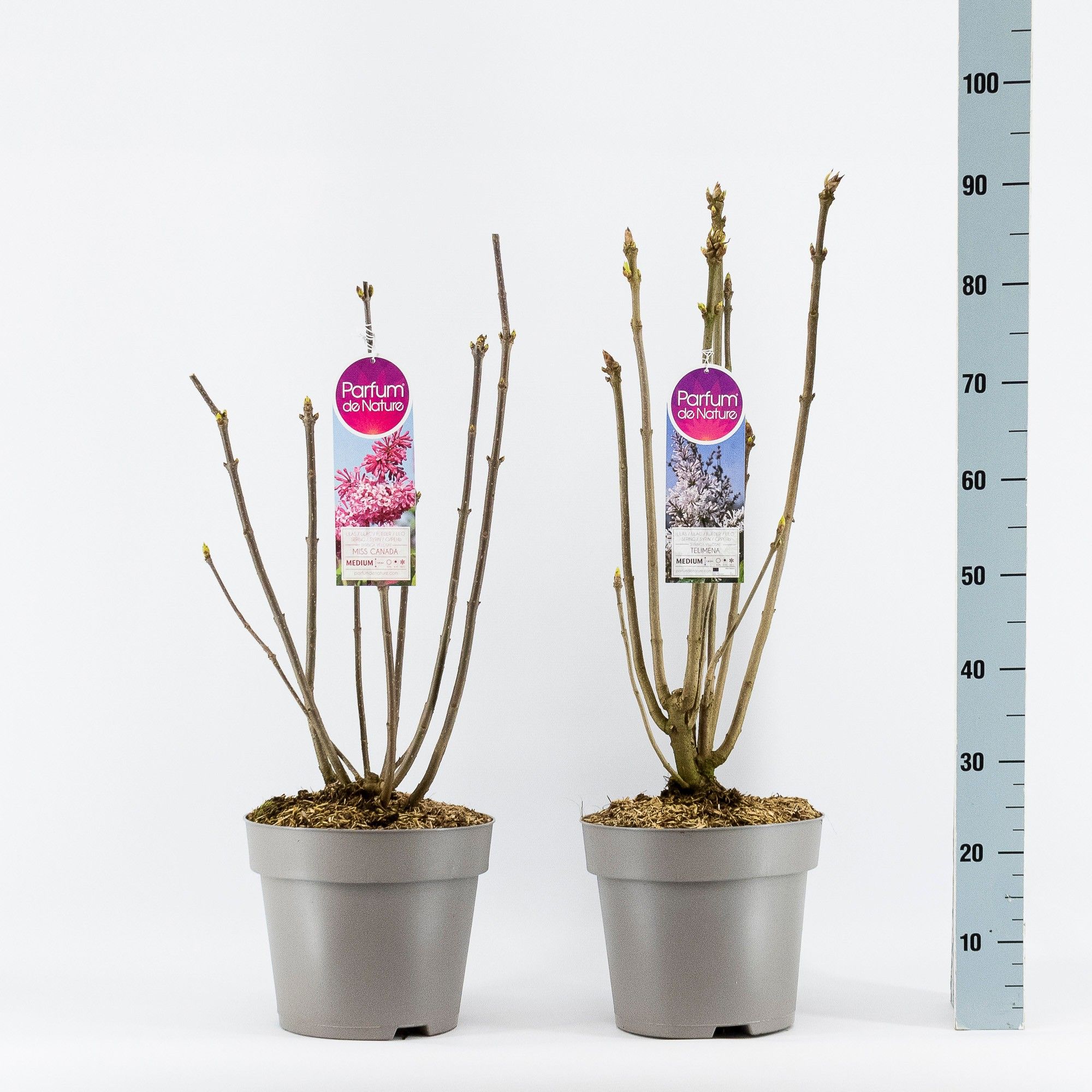 Syringa Villosae, 2-jarig C10 Solitair mix, D 27