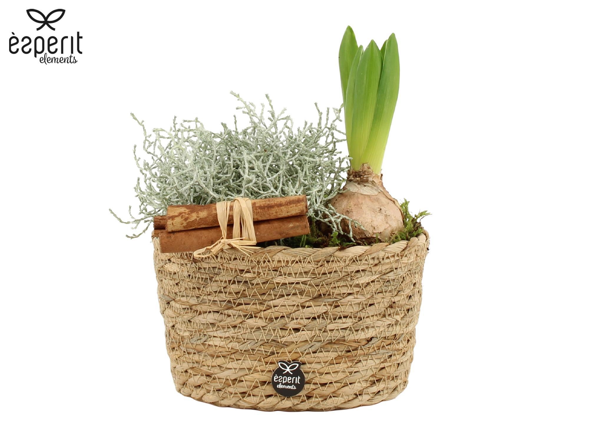 62144: X-mas outdoor arrangement, D 17