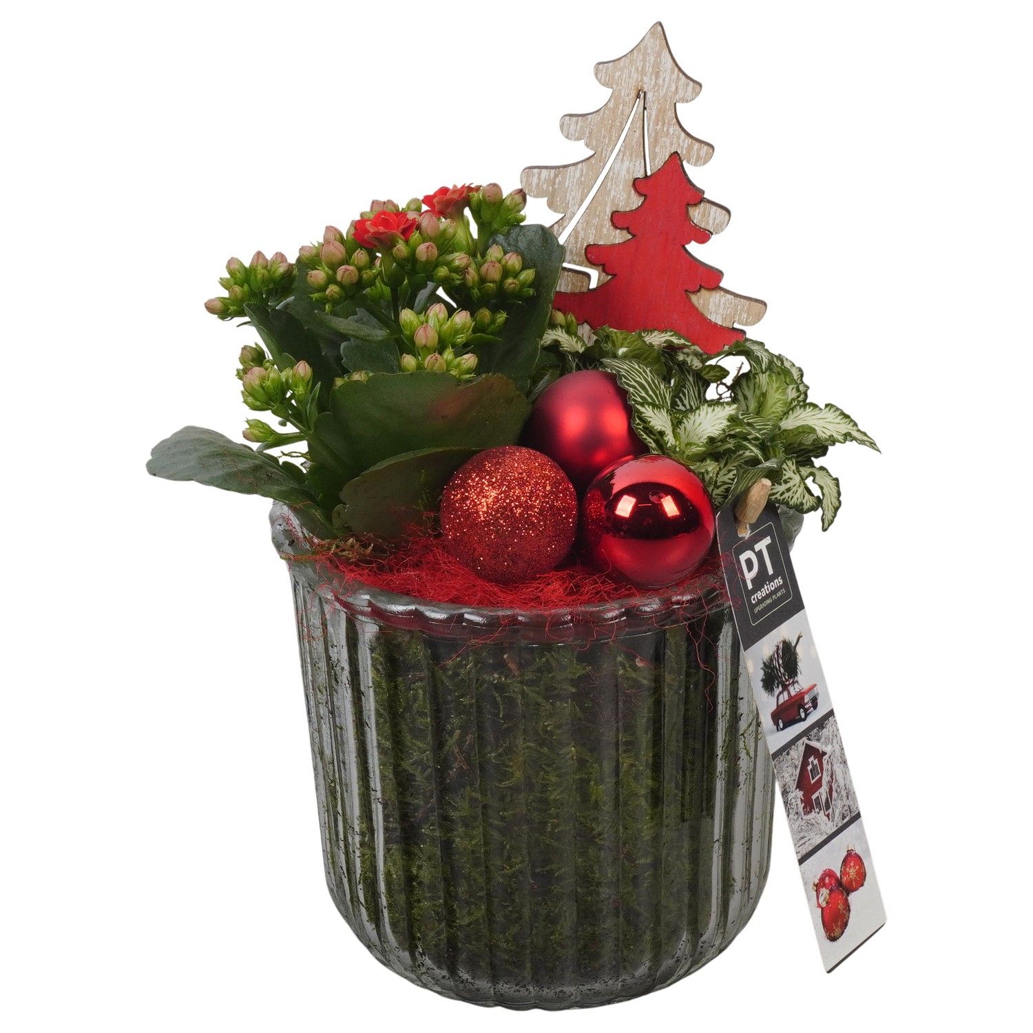 PTCHR7413 Arrangement Christmas Red in glazen pot, D 12 cm