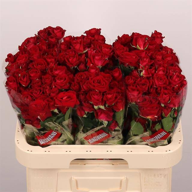 Роза куст. Доминика 60, шт.