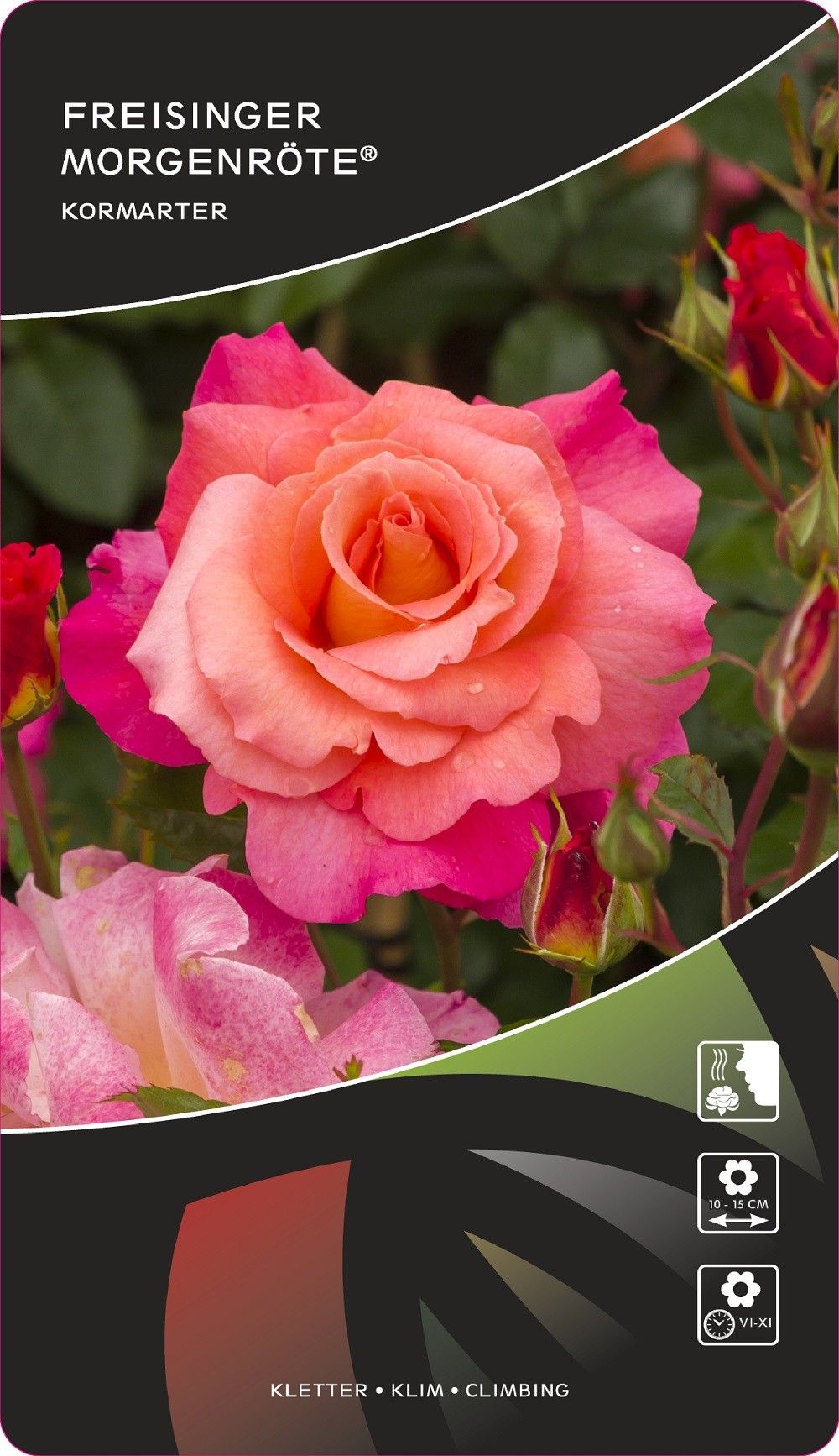 Rosa (K) Freisinger Morgenröte®, D 17