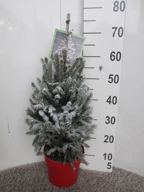 Picea sneeuw Super Green 70 cm P19 los, D 19 cm