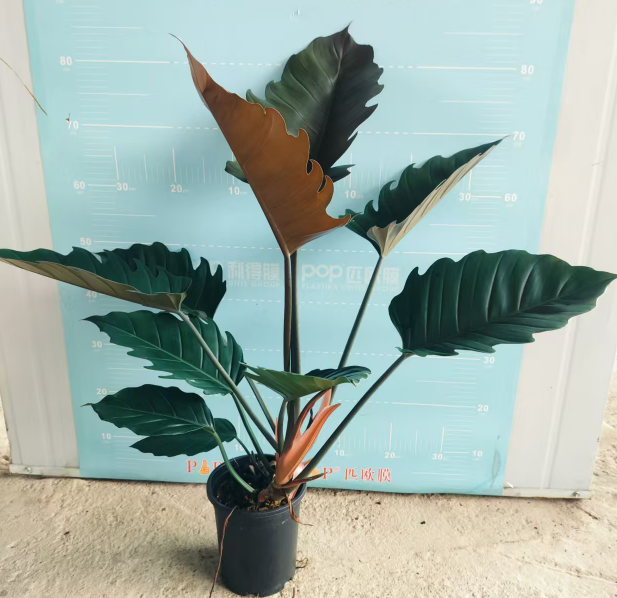 Филодендрон Грин Карамел 18 80