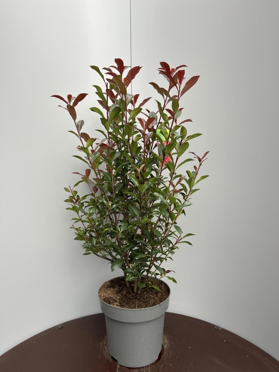 Photinia fraseri Carré Rouge, D 34 cm