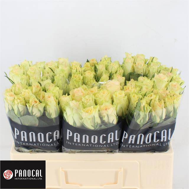 Роза од. Киви 50, шт.