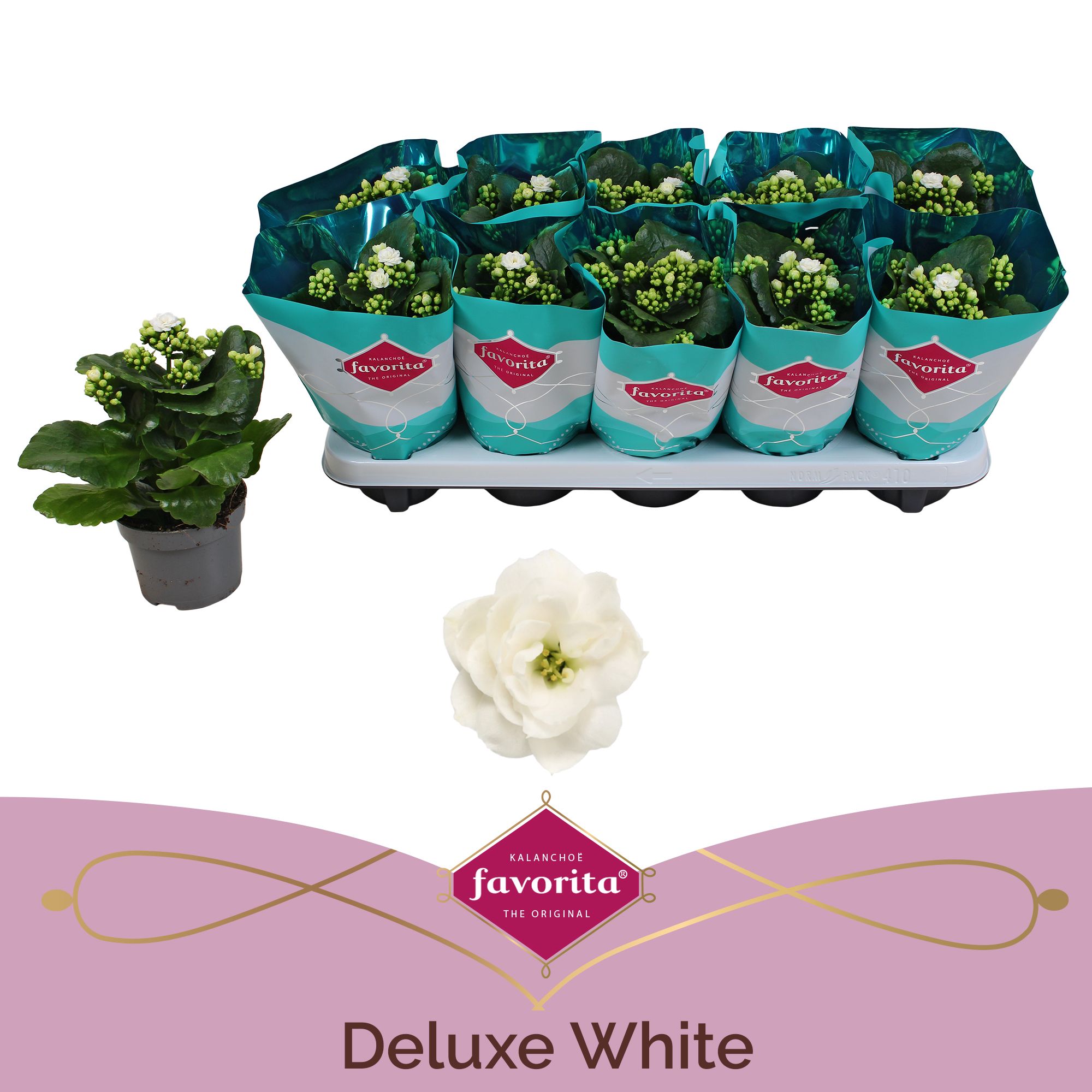Kalanchoe Double Deluxe White stadium 1, D 10,5