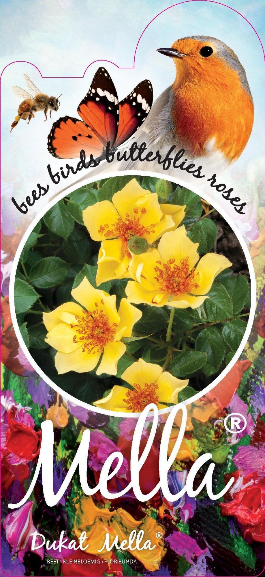 Rosa (F) Ducat™ Mella®, D 17