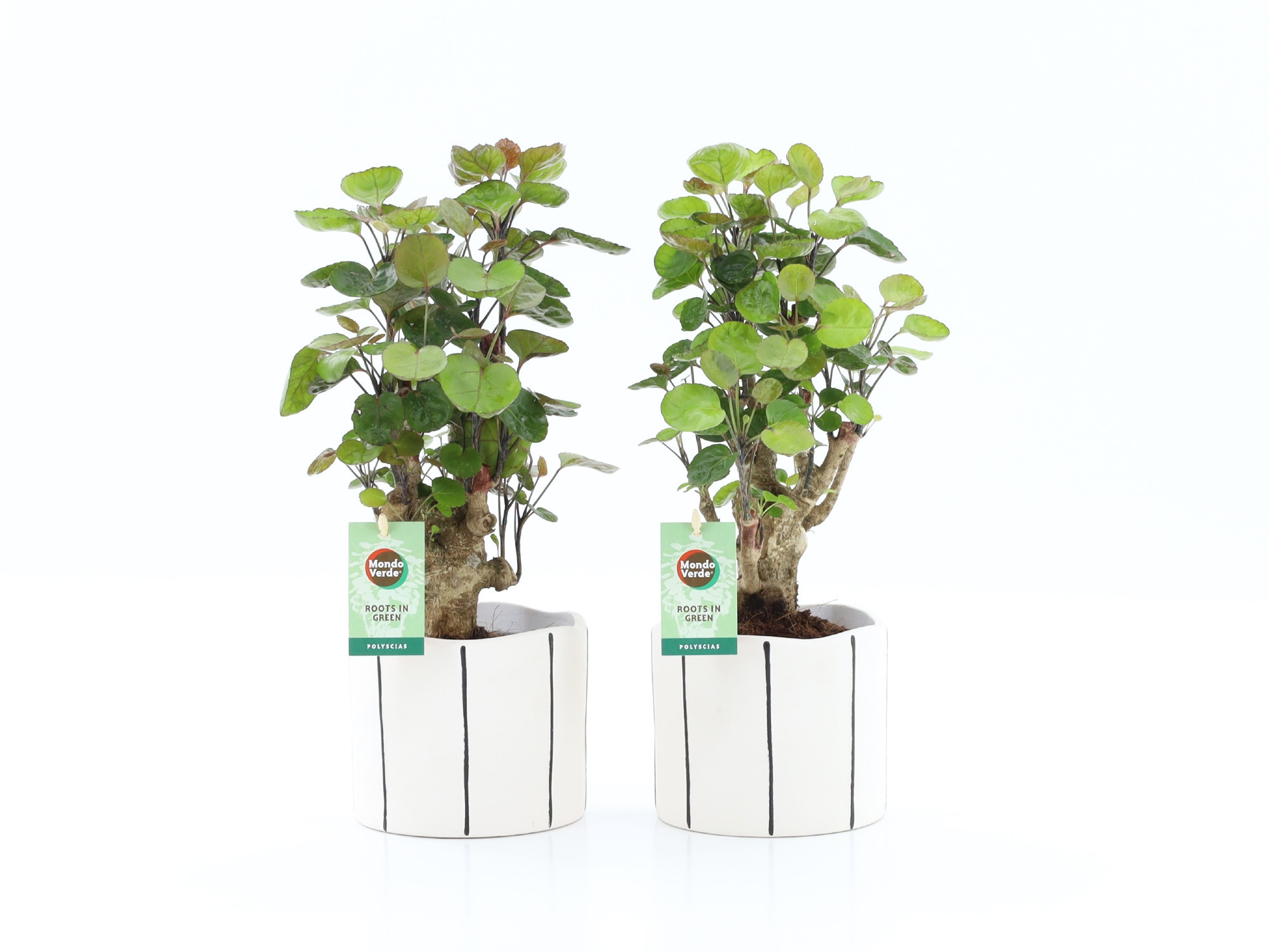 Polyscias Fabian in Banksy keramiek, D 13