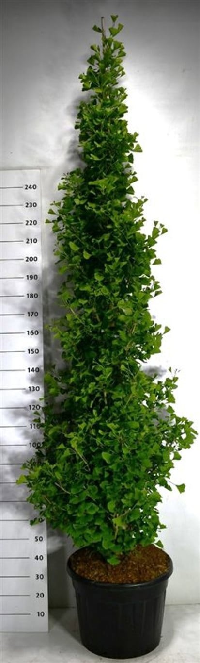 Ginkgo bil. Fastigiata Blagon, D 55