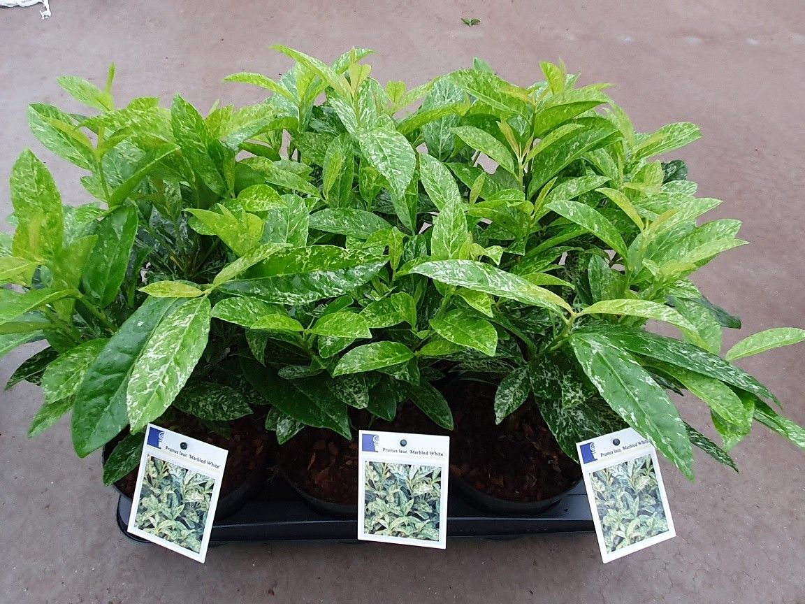 Prunus laur. Marbled White, D 17