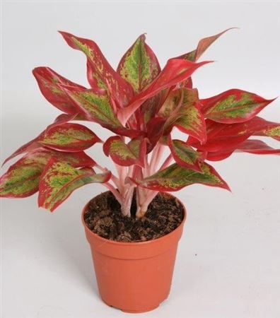 Aglaonema 'Crete Flame', D 12 cm