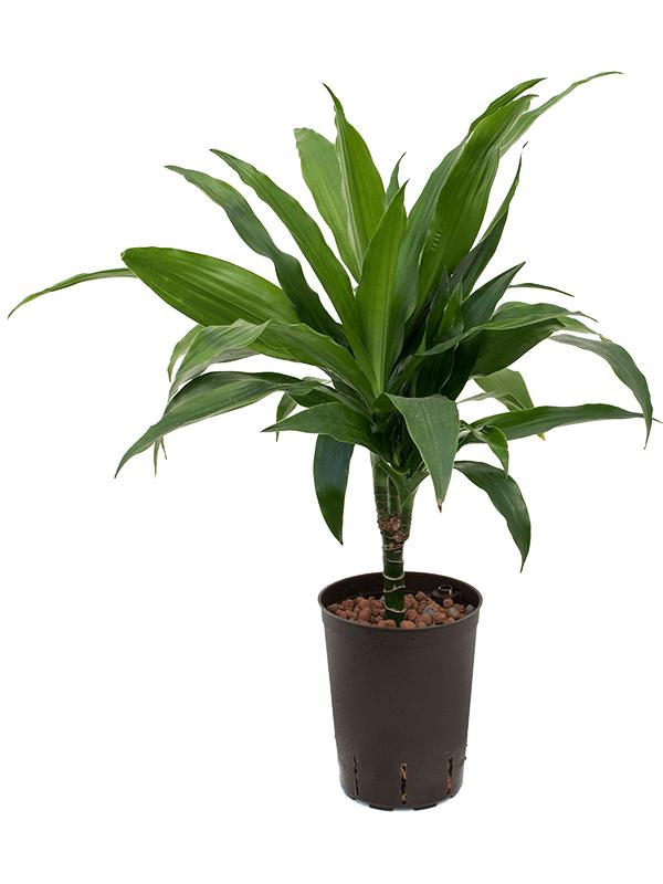 Dracaena fragrans 'Janet Craig', D 15 cm