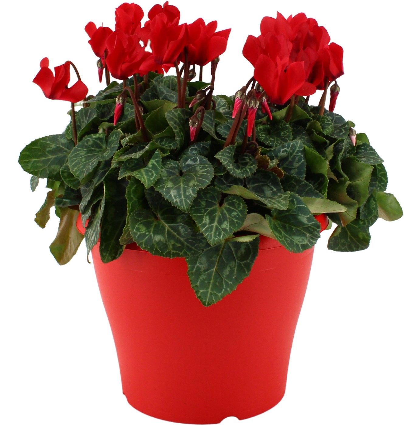 Cyclamen rood in 19 cm terras pot ton sur ton, D 19 cm
