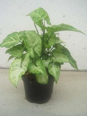 SYNGONIUM PODOPHYLLUM 'WHITE BUTTERFLY', D 12 cm