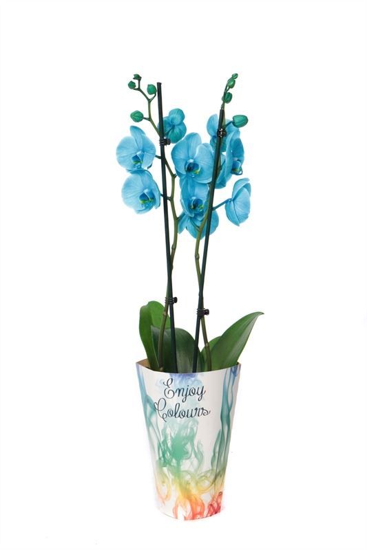 Potcover p12 enjoy Phal I am Ocean Blue 2T14+, D 12