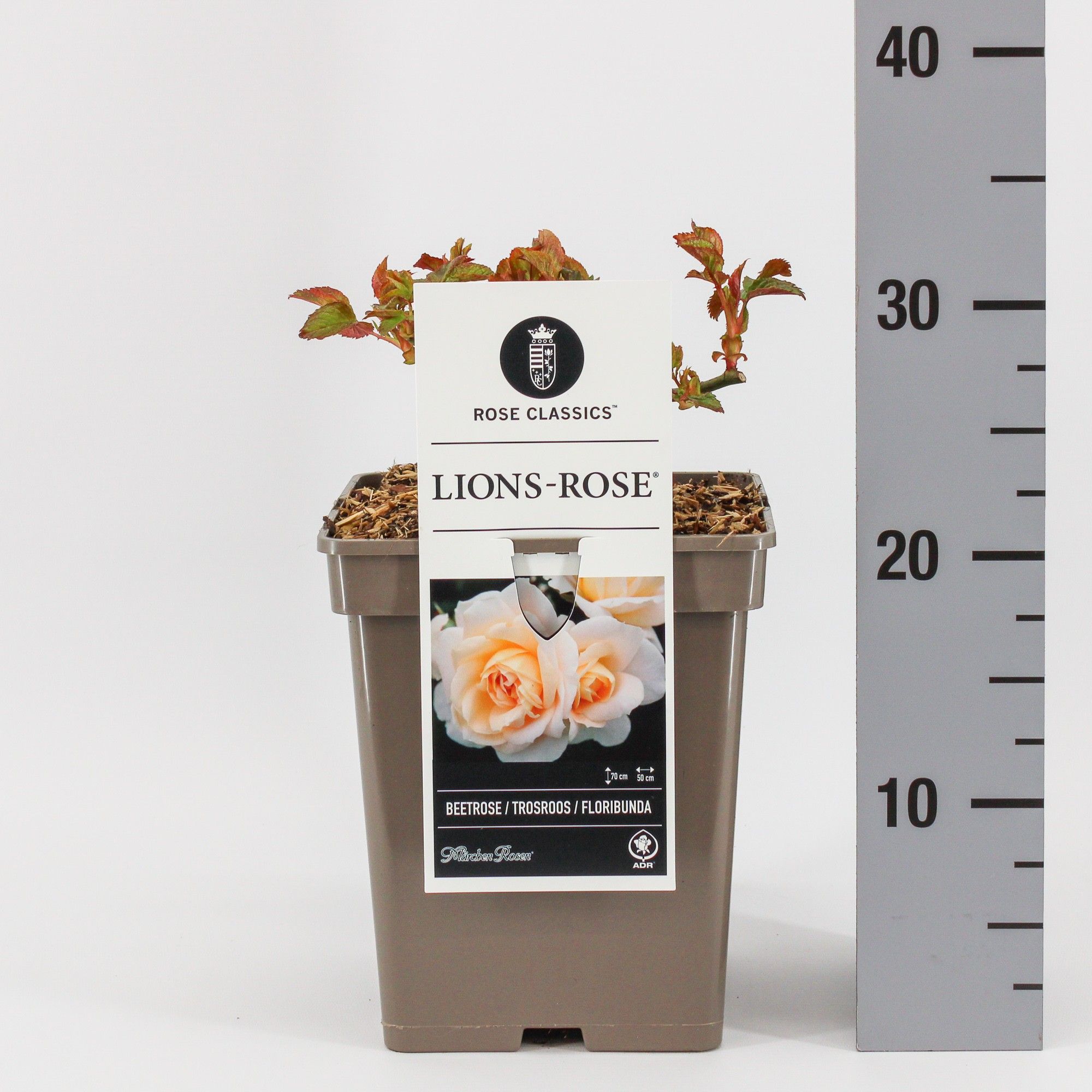 Rosa (F) Lion's Rose ®, C5, D 23