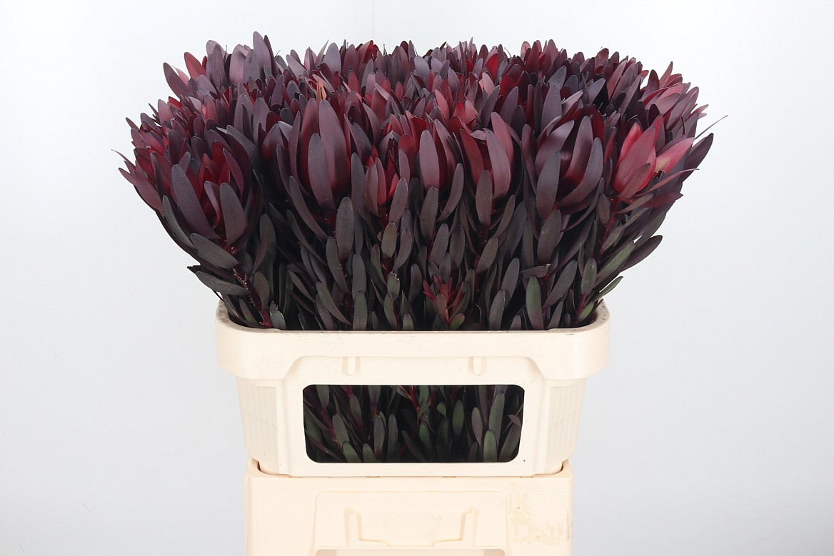 Леукадендрон Сафари Сансет 80 (красн.), шт.