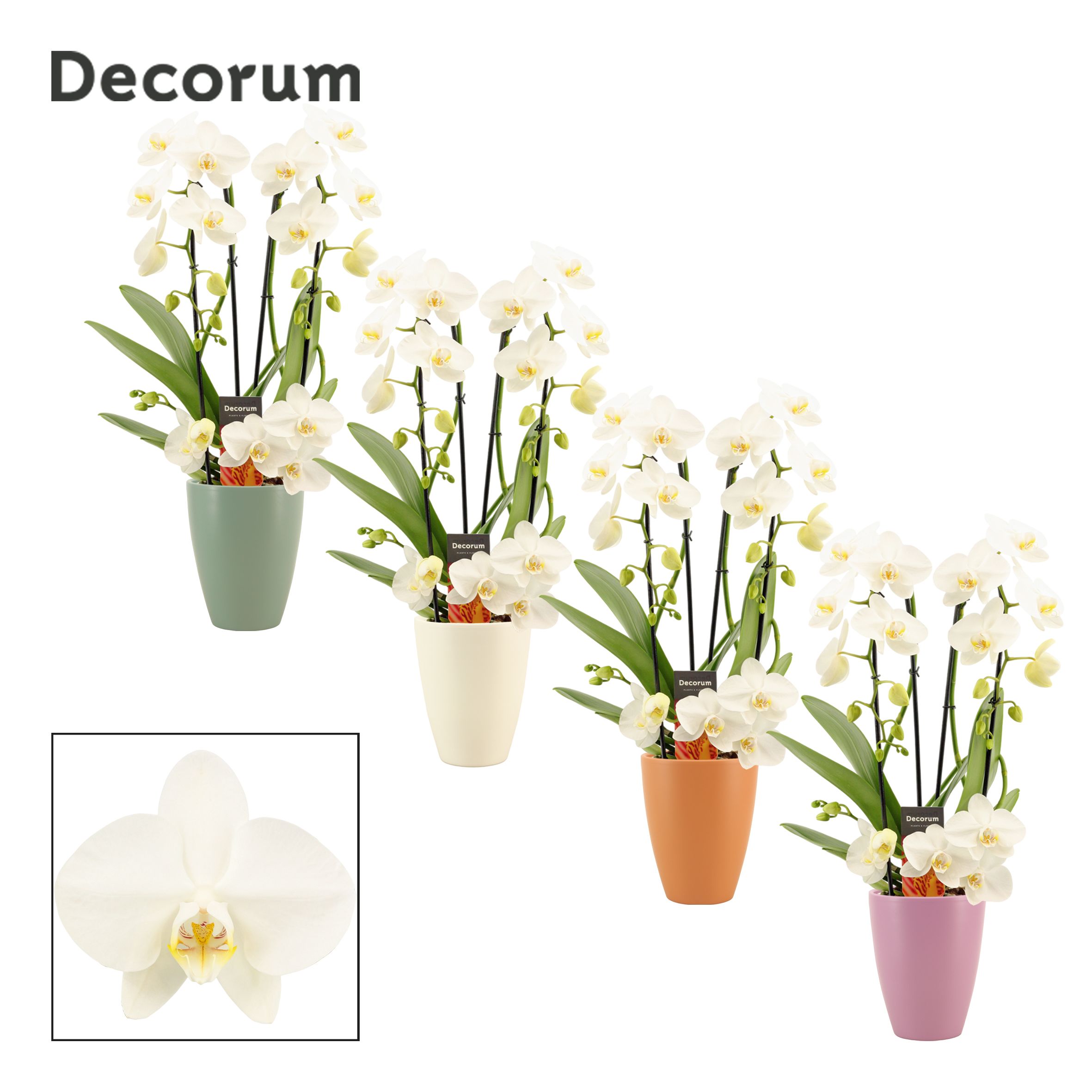 Phalaenopsis twirl wit in Carly (Craft world-collection), D 12 cm